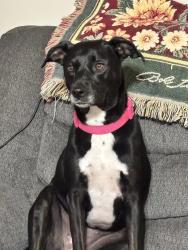 Lost Female Dog last seen Seen at Brookside then later towards the old junkyard, lastly seen around J&L Bit approx. 4 mile down from Stickleyville side, Duffield, VA 24244