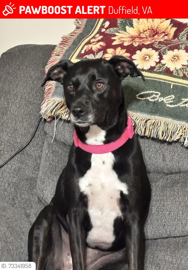 Lost Female Dog last seen Seen at Brookside then later towards the old junkyard, lastly seen around J&L Bit approx. 4 mile down from Stickleyville side, Duffield, VA 24244