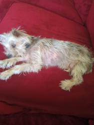 Reunited Male Dog last seen Clough St, Lake Helen, FL 32744