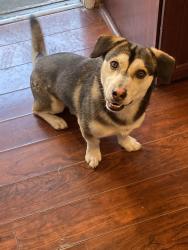 Reunited Male Dog last seen Norris and Astoria, Los Angeles, CA 91342