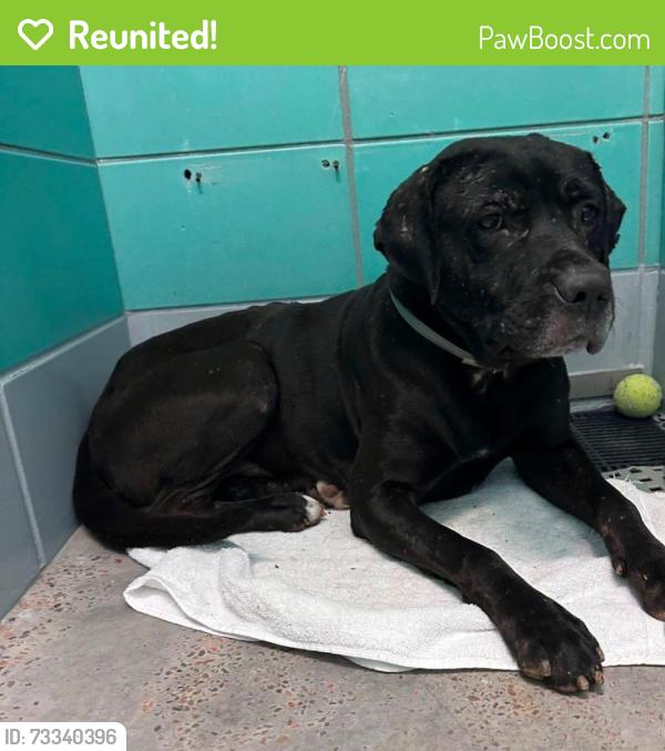 Reunited Male Dog last seen Near Thurmon, Houston, TX 77034