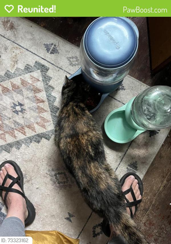 Reunited Female Cat last seen Javier’s tacos, Portland, OR 97217