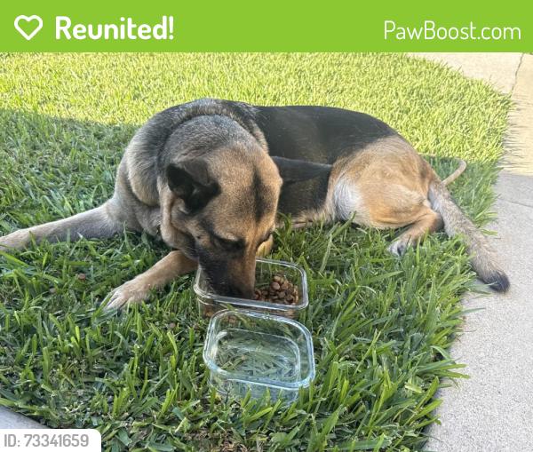 Reunited Female Dog last seen Puente and Dalewood, Baldwin Park, CA 91706