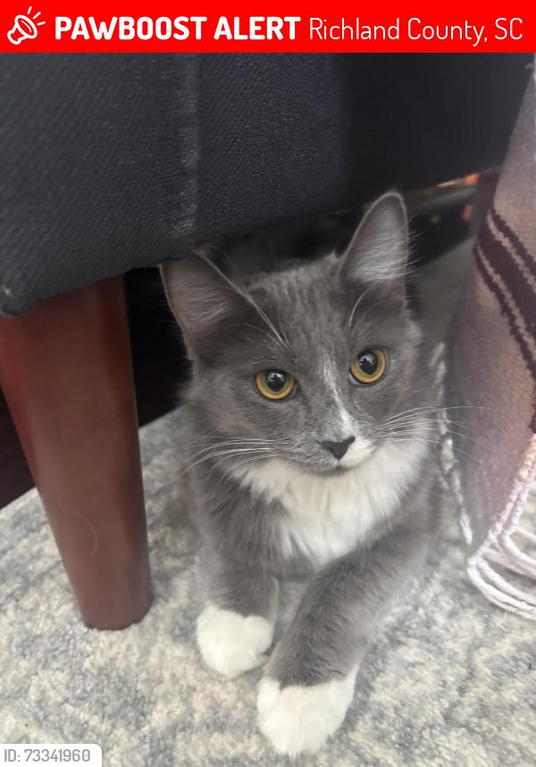 Lost Unknown Cat last seen ridge view high school, Richland County, SC 29229