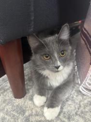 Lost Unknown Cat last seen ridge view high school, Richland County, SC 29229