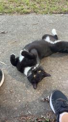 Found/Stray Male Cat last seen Bluff rd, Columbia, SC 29209