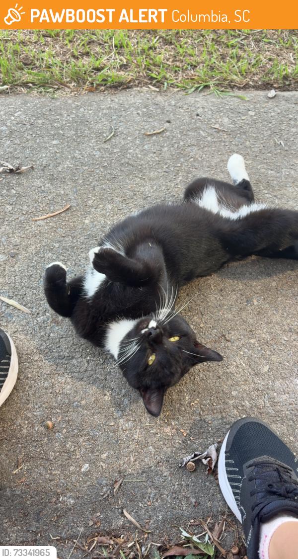 Found/Stray Male Cat last seen Bluff rd, Columbia, SC 29209