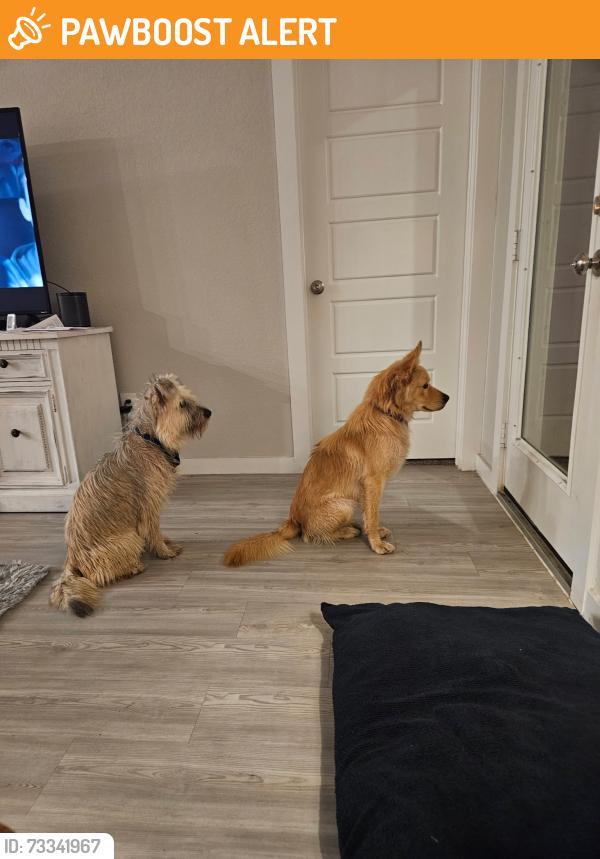 Found/Stray Female Dog last seen Grand pines in magnolia, Montgomery County, TX 77355