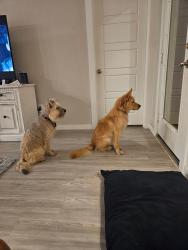 Found/Stray Female Dog last seen Grand pines in magnolia, Montgomery County, TX 77355