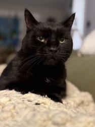 Lost Unknown Cat last seen N. Ave ne and bradford street ne, Grand Rapids, MI 49503
