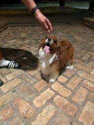 Reunited Unknown Dog last seen Bent Tree North South of Frankford, Dallas, TX 75287