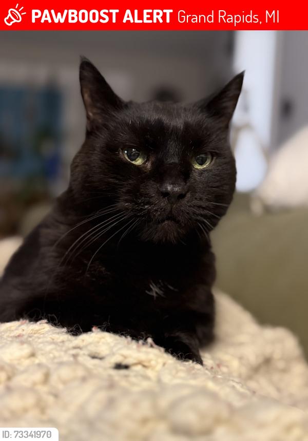 Lost Unknown Cat last seen N. Ave ne and bradford street ne, Grand Rapids, MI 49503