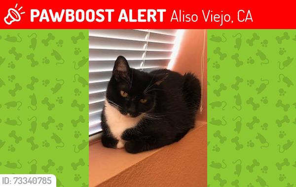 Lost Female Cat last seen Windsong and Aliso Creek, Aliso Viejo, CA 92656