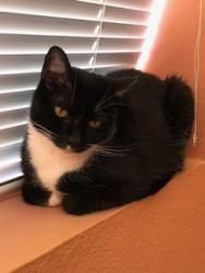 Lost Female Cat last seen Windsong and Aliso Creek, Aliso Viejo, CA 92656