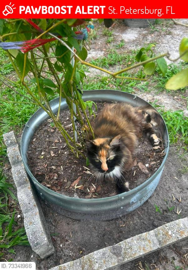 Lost Female Cat last seen Near 42nd Ave N, St. Petersburg, FL 33703
