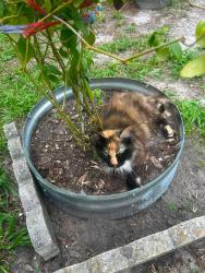 Lost Female Cat last seen Near 42nd Ave N, St. Petersburg, FL 33703