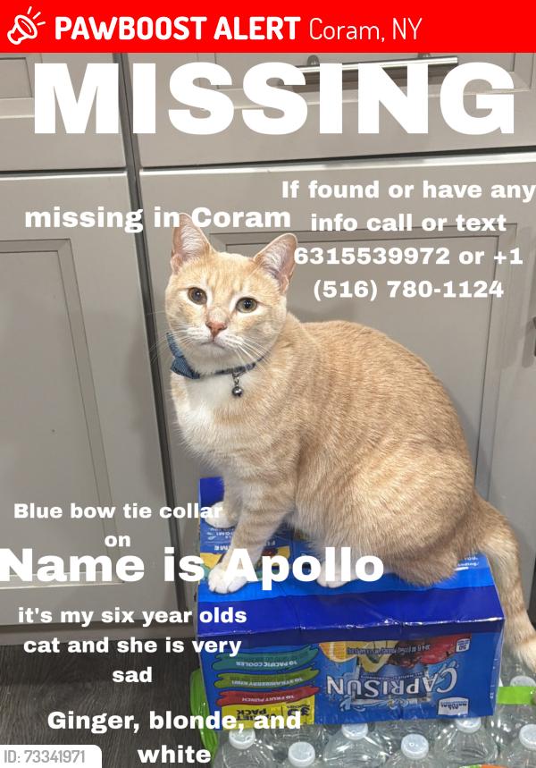 Lost Male Cat last seen Pennniquid rd, Coram, NY 11727
