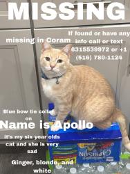 Lost Male Cat last seen Pennniquid rd, Coram, NY 11727