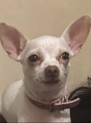 Reunited Female Dog last seen Rollins Ave & Culebra Rd, San Antonio, TX 78228, USA, San Antonio, TX 78228