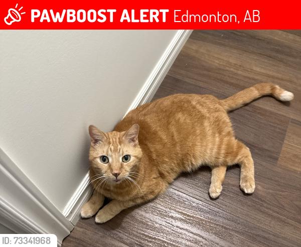 Lost Male Cat last seen 136Ave & 69St Nw Delwood, Edmonton, AB 