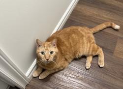 Lost Male Cat last seen 136Ave & 69St Nw Delwood, Edmonton, AB 