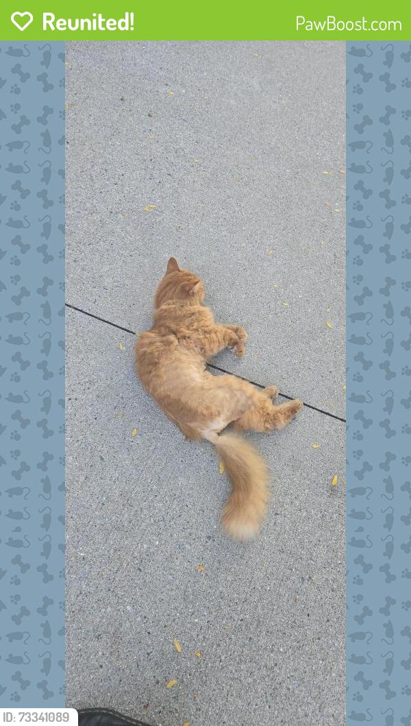 Reunited Unknown Cat last seen St. Mary's Center for Women and children, Boston, MA 02125