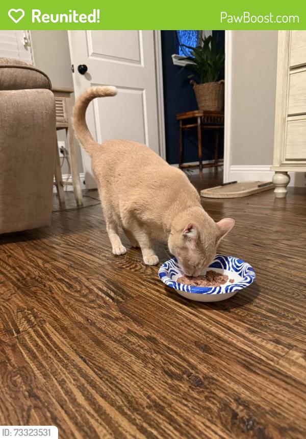 Reunited Male Cat last seen Bluestem Section of Light Farms Subdivision, Celina, TX 75009