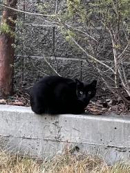 Found/Stray Unknown Cat last seen Anton Menlo Park Parking lot, Menlo Park, CA 94025