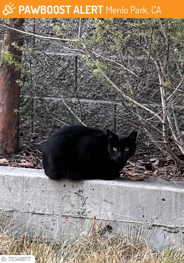 Found/Stray Unknown Cat last seen Anton Menlo Park Parking lot, Menlo Park, CA 94025