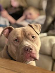 Lost Male Dog last seen Rathvarnham & Sweeten Creek rd., Asheville, NC 28803