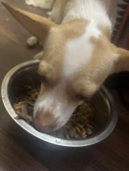 Reunited Female Dog last seen Bishop state event building and Franklin medical clinic, Mobile, AL 36603