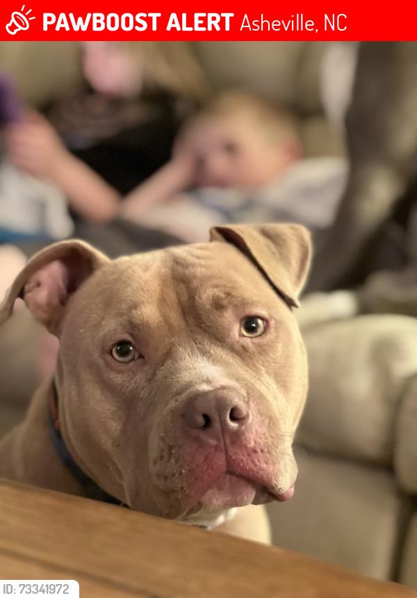 Lost Male Dog last seen Rathvarnham & Sweeten Creek rd., Asheville, NC 28803