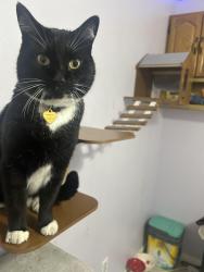 Lost Male Cat last seen Burk elementary, Gilbert, AZ 85234