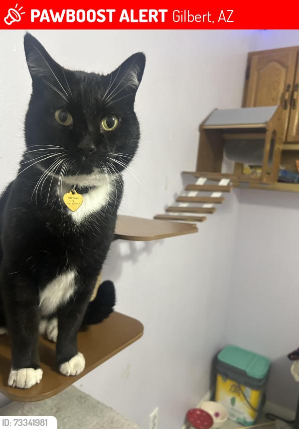 Lost Male Cat last seen Burk elementary, Gilbert, AZ 85234