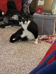 Lost Male Cat last seen Off Borden between Losson and French, Buffalo, NY 14227