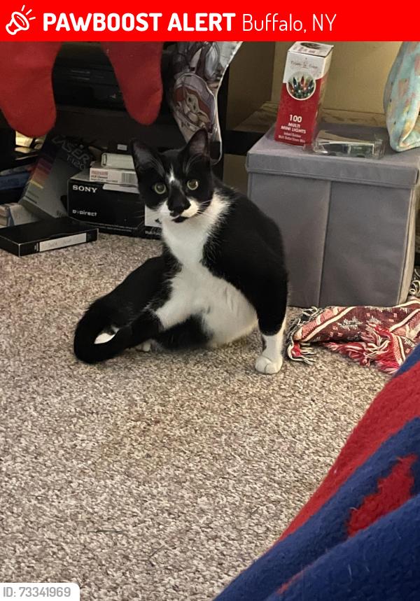 Lost Male Cat last seen Off Borden between Losson and French, Buffalo, NY 14227