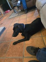 Found/Stray Male Dog last seen Huntsville, New Waverly, TX 77358