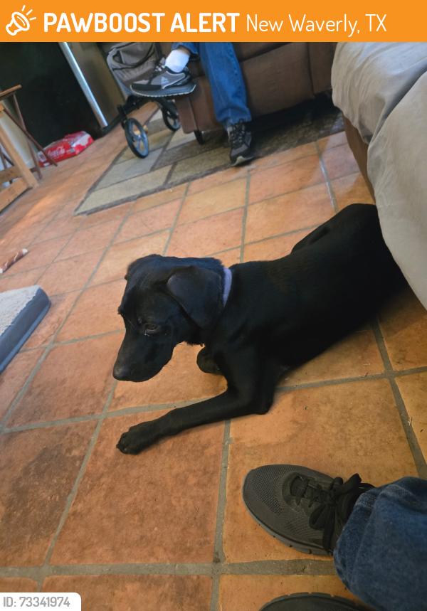 Found/Stray Male Dog last seen Huntsville, New Waverly, TX 77358