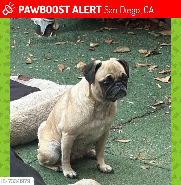 Lost Female Dog last seen Palm ave. & Saturday blvd. & coronado ave., San Diego, CA 92154