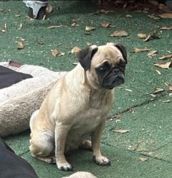 Lost Female Dog last seen Palm ave. & Saturday blvd. & coronado ave., San Diego, CA 92154