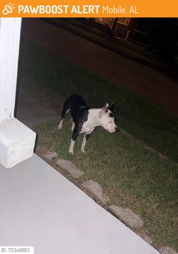 Found/Stray Male Dog last seen Franklin Clinic, Mobile, AL 36603