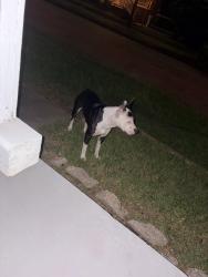 Found/Stray Male Dog last seen Franklin Clinic, Mobile, AL 36603