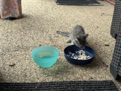 Lost Female Cat last seen Near silkcrest trail, Arlington, TX 76017