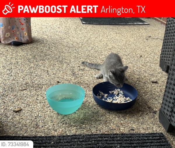 Lost Female Cat last seen Near silkcrest trail, Arlington, TX 76017
