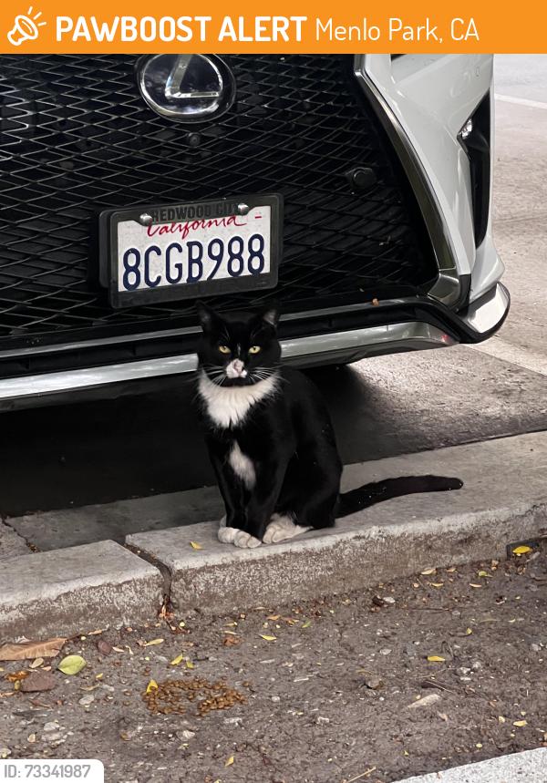 Found/Stray Unknown Cat last seen Anton Menlo Park Parking Lot, Menlo Park, CA 94025