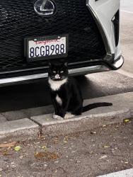 Found/Stray Unknown Cat last seen Anton Menlo Park Parking Lot, Menlo Park, CA 94025