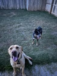 Lost Male Dog last seen 98th and Univeristy, Lubbock, TX 79423