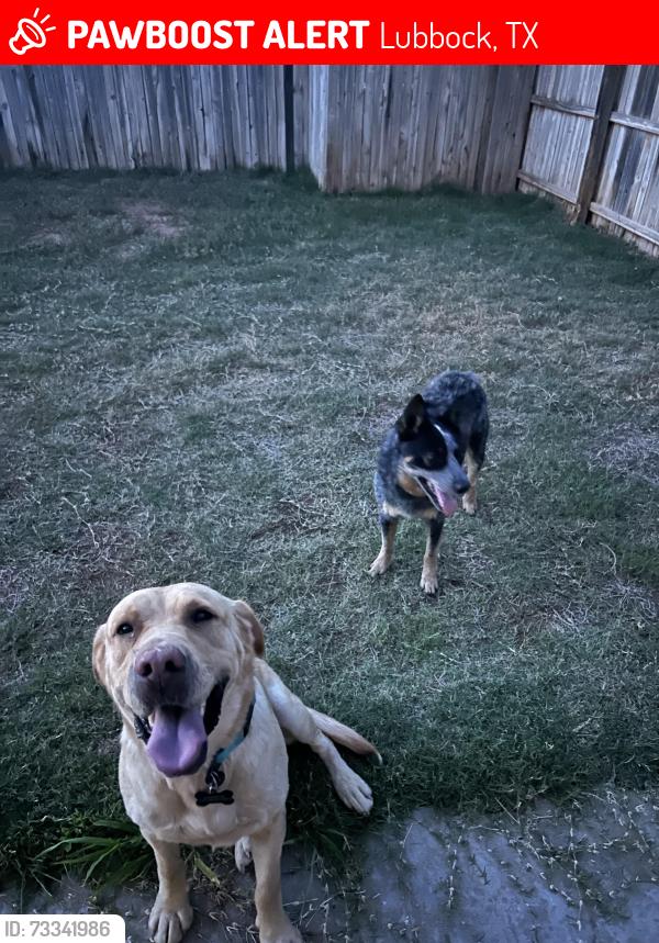 Lost Male Dog last seen 98th and Univeristy, Lubbock, TX 79423
