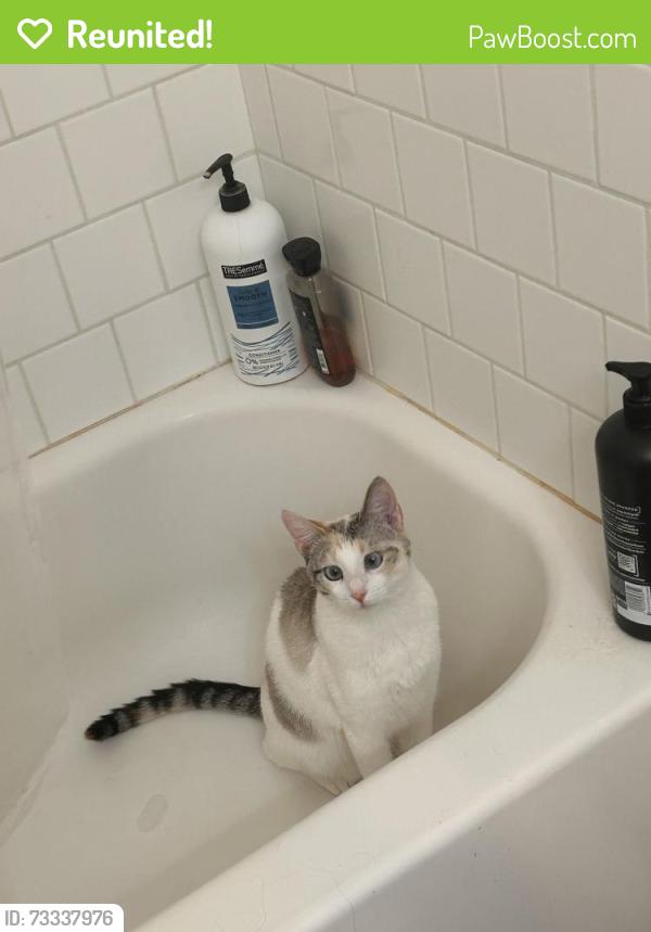 Reunited Female Cat last seen Talley Ln, between Hartsfield Rd and Moon Ln, off of Mission Rd, Tallahassee, FL 32303
