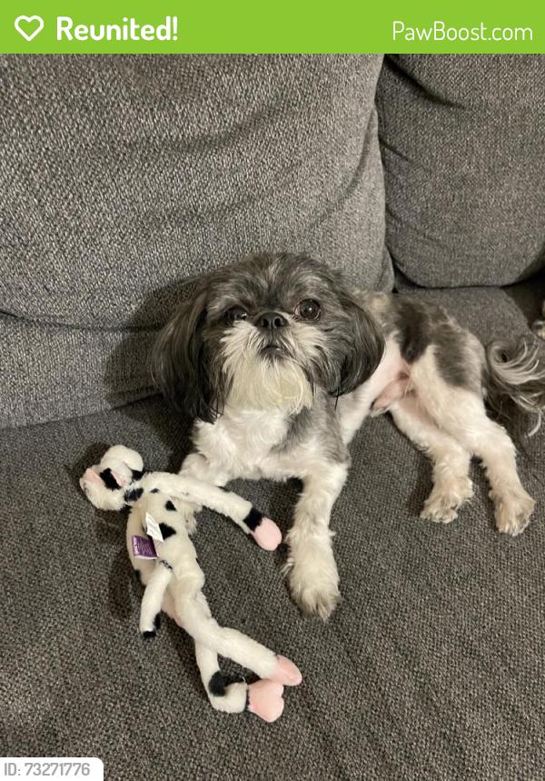 Reunited Male Dog last seen Near Cozy Cove Ave, El Paso, TX 79938, USA, El Paso, TX 79938